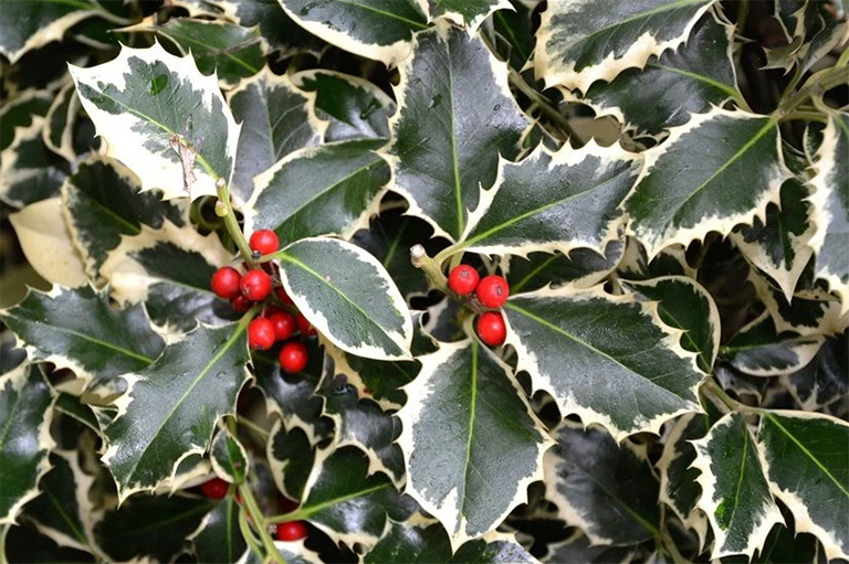 冬青树.jpg 冬青树