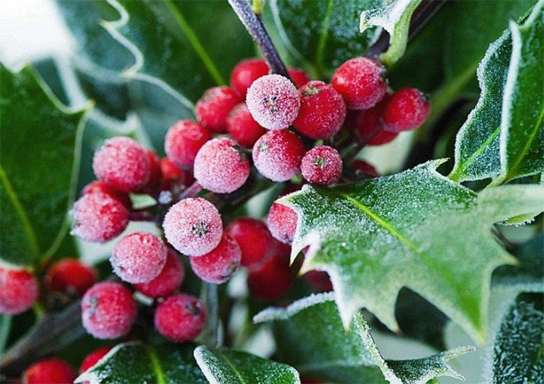 冬青树.jpg 冬青树