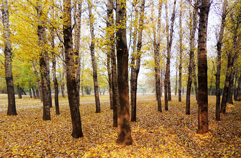 杂交杨树.jpg 杂交杨树