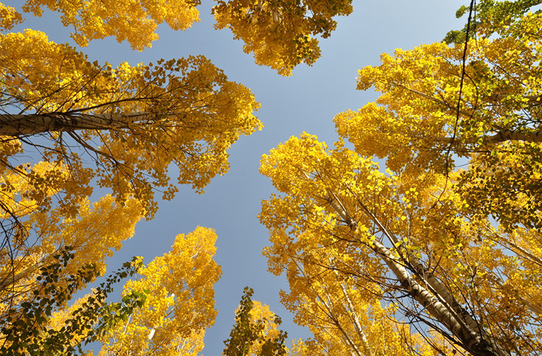 杂交杨树.jpg 杂交杨树