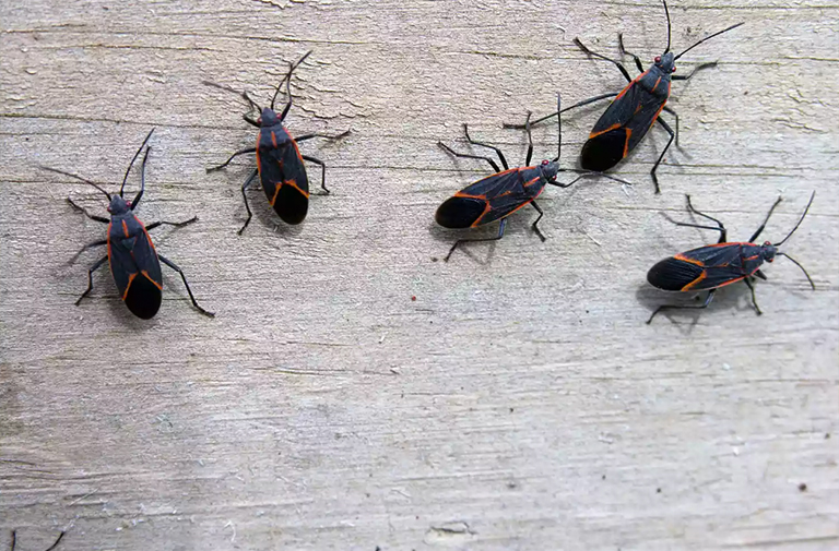 灰烬枫木树.jpg 灰烬枫木树