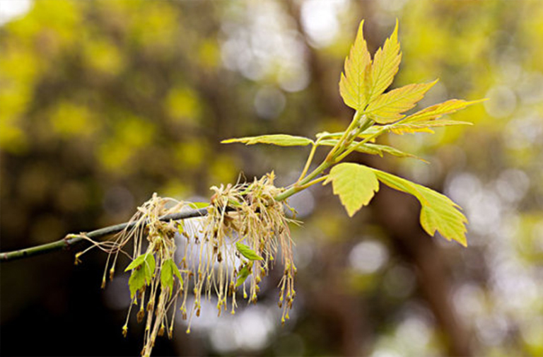 灰烬枫木树.jpg 灰烬枫木树