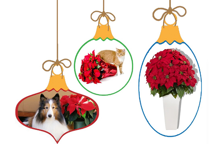 一品红.jpg 一品红