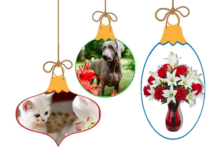 百合和黄水仙.jpg 百合和黄水仙