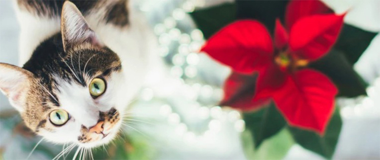 让动物安全放心玩耍.jpg 让动物安全放心玩耍