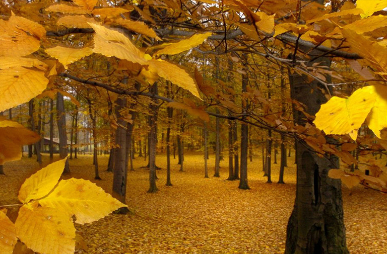 杀死树木的6种方法.jpg 杀死树木的6种方法