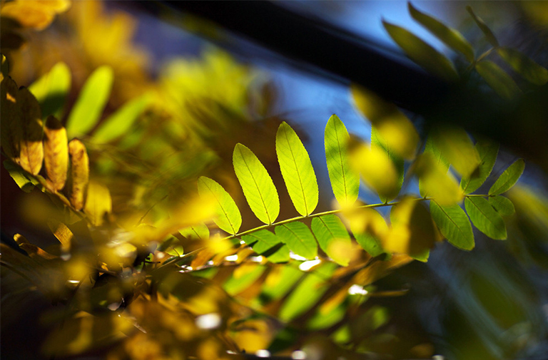 杀死树木的6种方法.jpg 杀死树木的6种方法