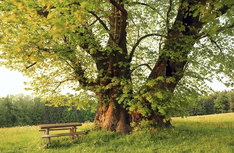 估计林木的年龄