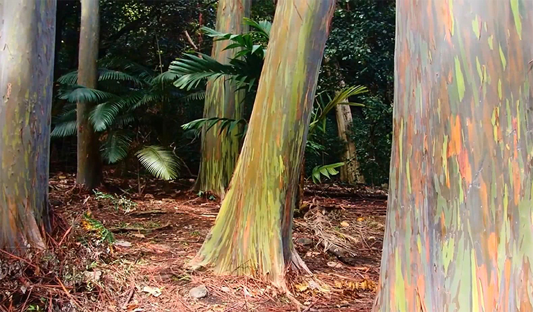 估计林木的年龄