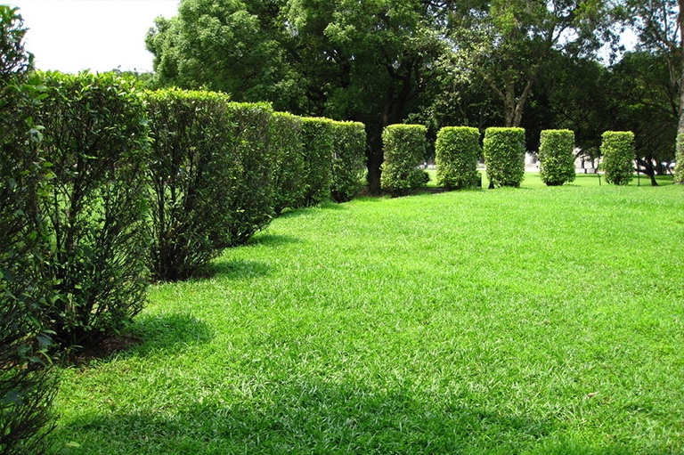 树木施肥.jpg 树木施肥