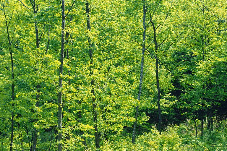 树木施肥.jpg 树木施肥