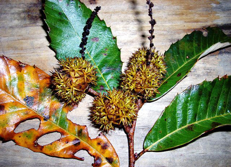 chinkapin树.jpg chinkapin树