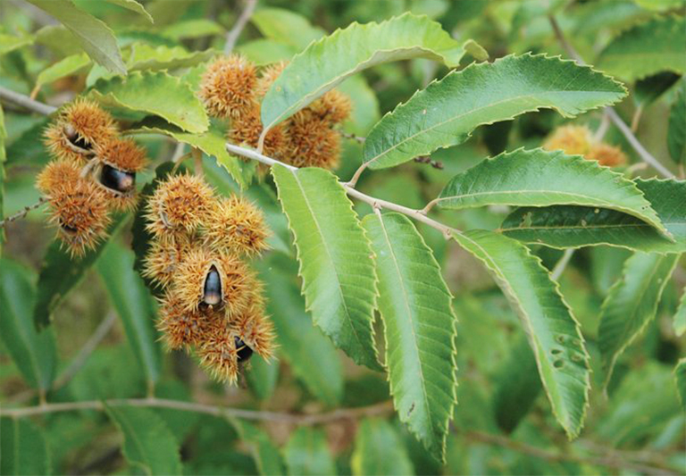 chinkapin树.jpg chinkapin树