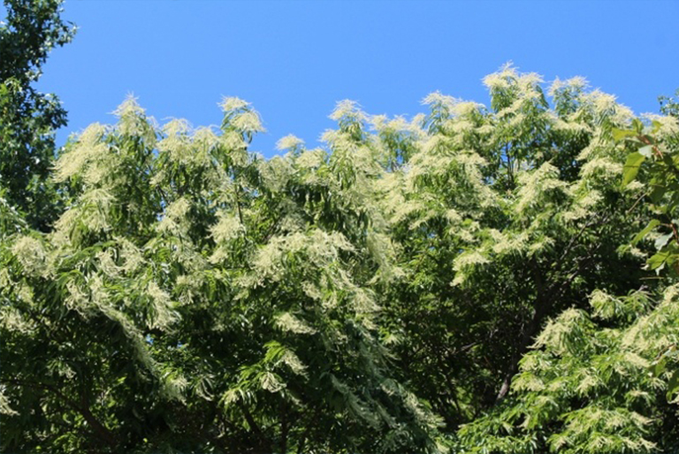 仿真树.jpg 仿真树