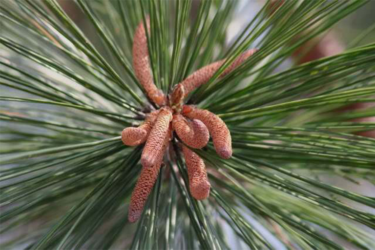 湿地松.jpg 湿地松