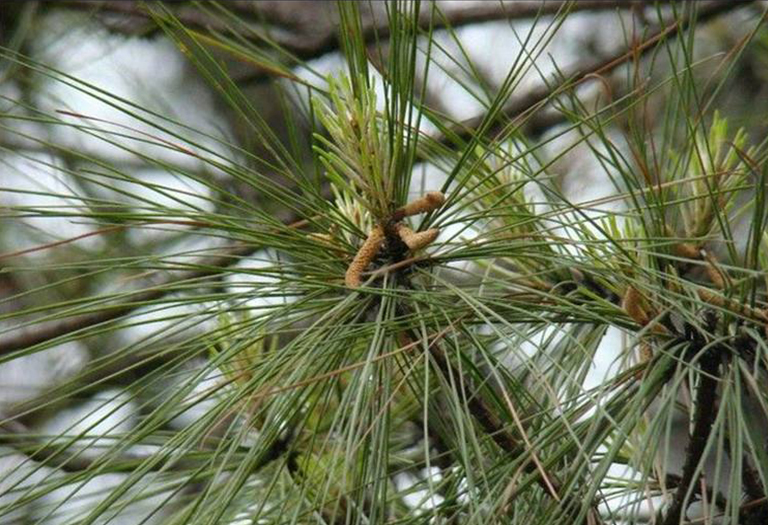 湿地松.jpg 湿地松