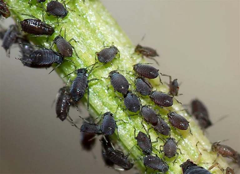 黑豆蚜虫