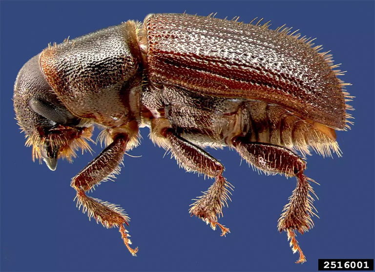 黑松节油甲虫