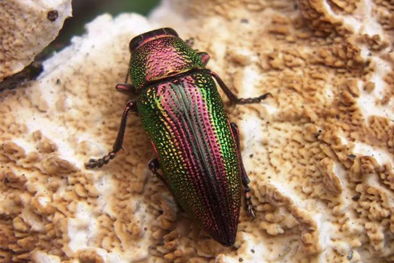 珠宝甲虫