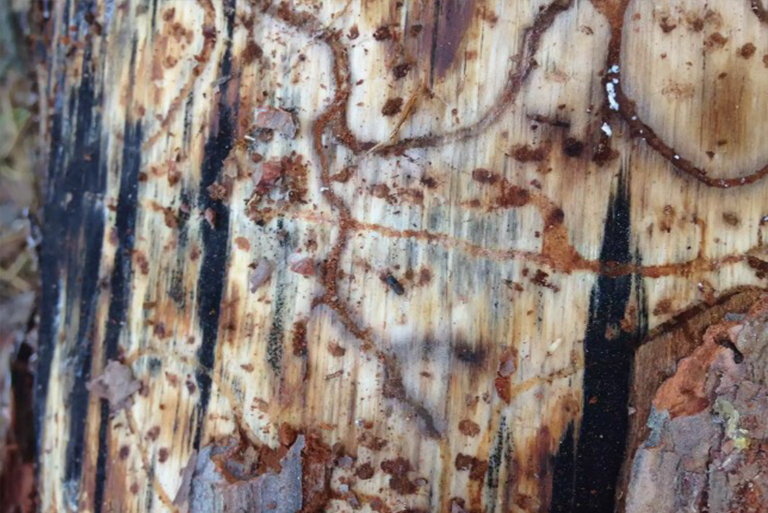 南方松甲虫树损害