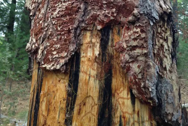 西松甲虫对树木的伤害