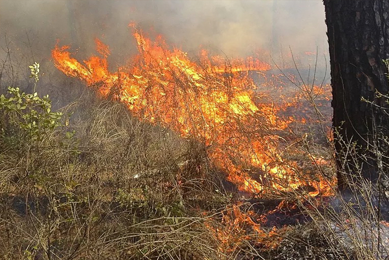 树木野火.jpg 树木野火