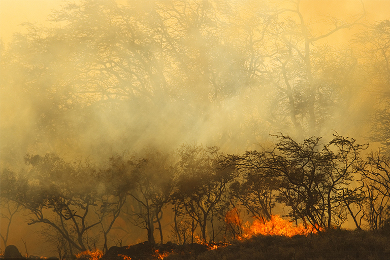 树木野火.jpg 树木野火
