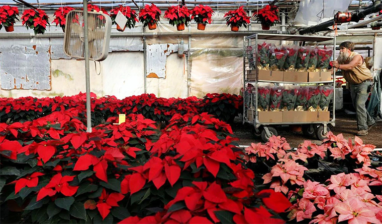 一品红.jpg 一品红