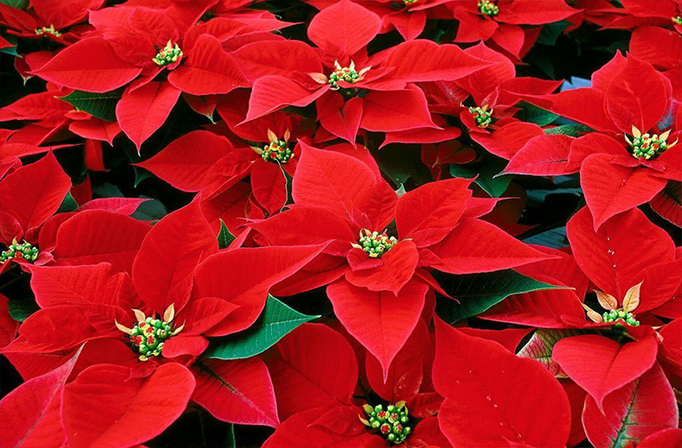 一品红.jpg 一品红