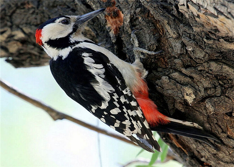 啄木鸟.jpg 啄木鸟