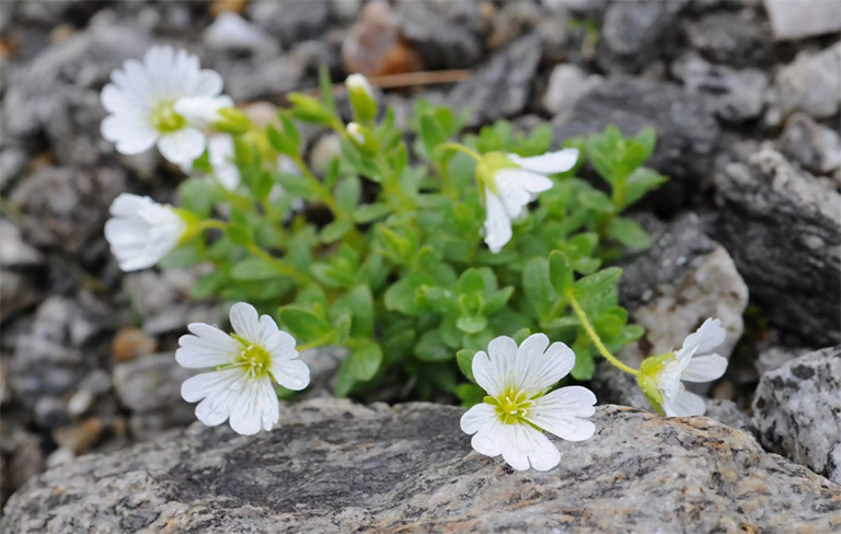 调遣生长在一个岩石区域的浮萍（Cerastium arvense）