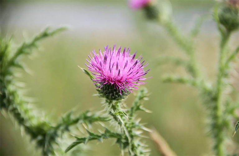 蓟杂草的特写.jpg 蓟杂草的特写