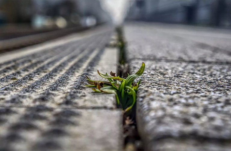 杂草生长在人行道的缝隙中.jpg 杂草生长在人行道的缝隙中