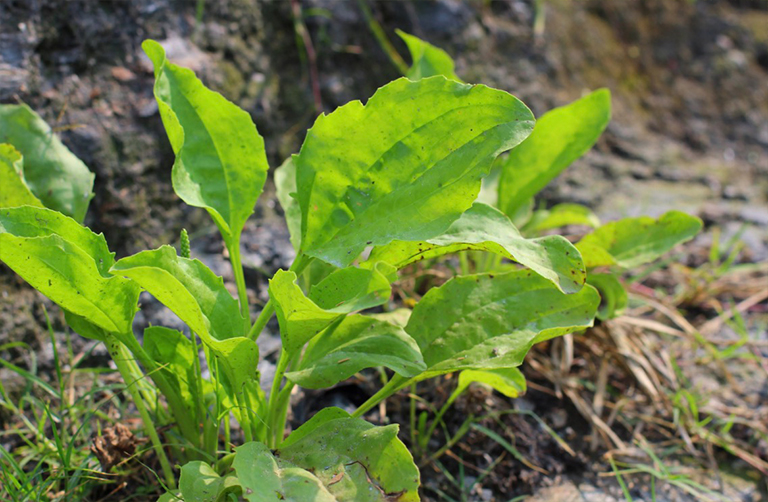车前草专业在一片草地.jpg 车前草专业在一片草地