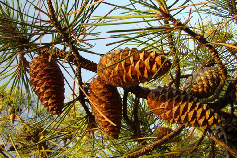 Serotiny.jpg Serotiny