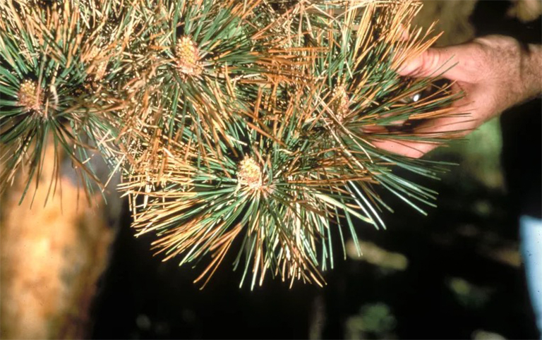 针叶树病的预防和控制.jpg 针叶树病的预防和控制