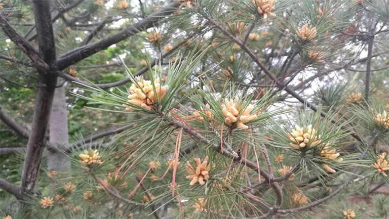 针叶树病的预防和控制3.jpg 针叶树病的预防和控制