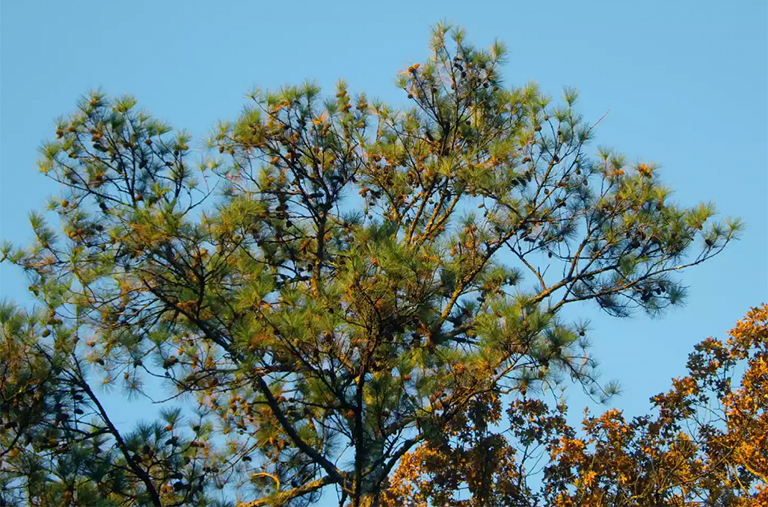 仿真树.jpg 仿真树
