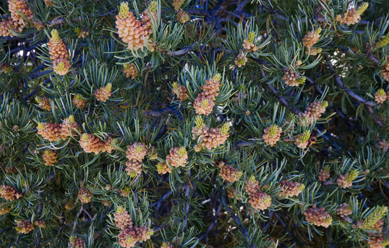 松松（Pinus edulis）
