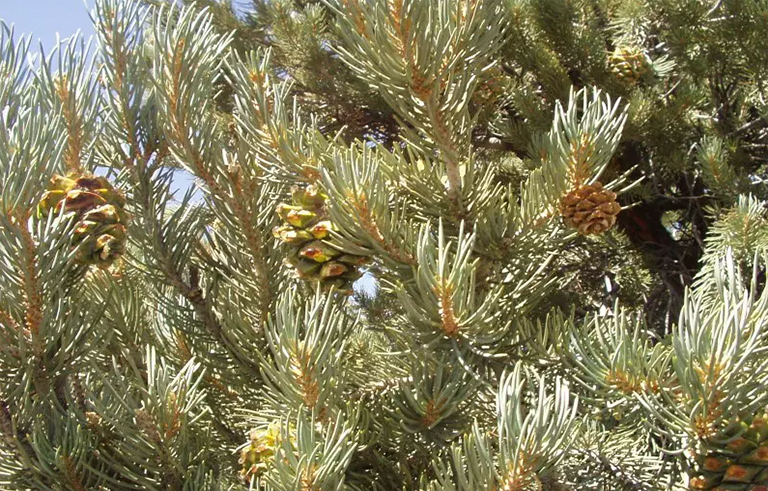 品永松树.jpg 品永松树