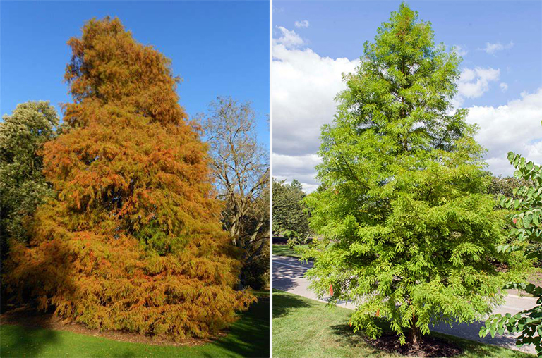 秃头柏树.jpg 秃头柏树