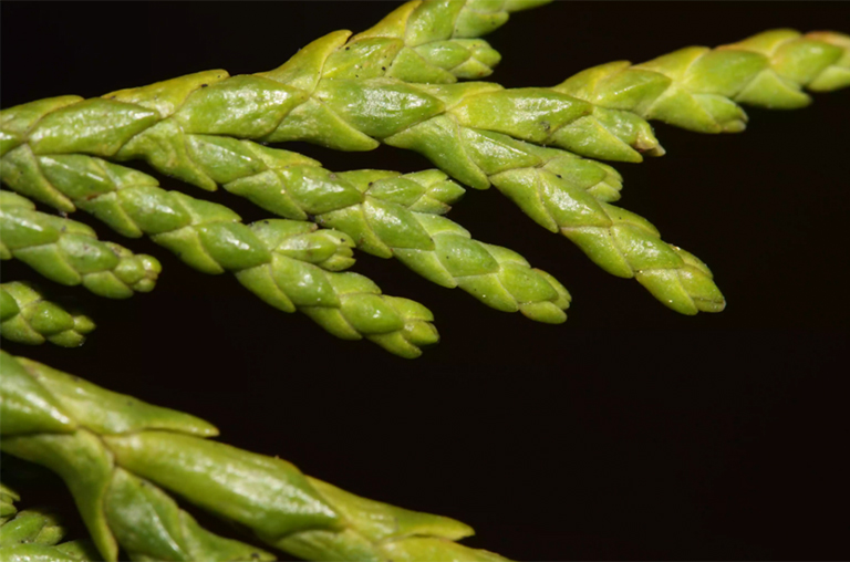 阿拉斯加雪松分支的特写.jpg 阿拉斯加雪松分支的特写