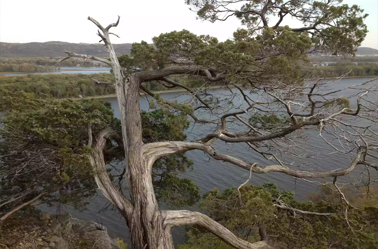 老东部柳杉树.jpg 2.jpg