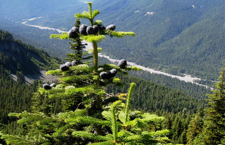 大杉树枝.jpg 大杉树枝