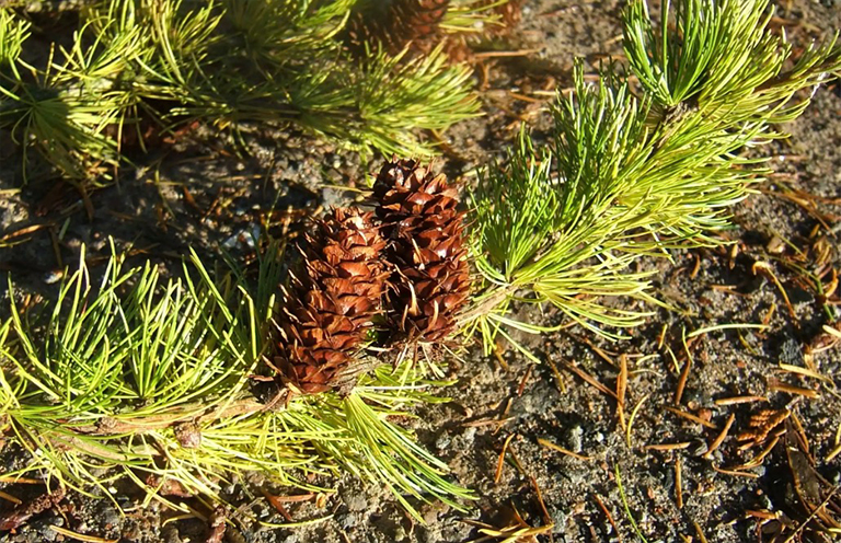 大杉树枝.jpg 大杉树枝