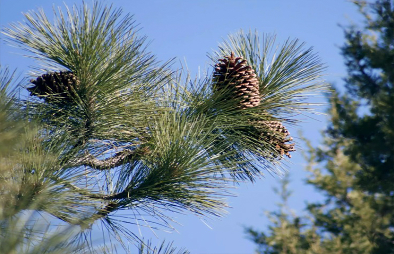 大杉树枝.jpg 大杉树枝