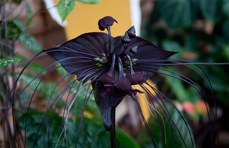 Tacca chantrieri.jpg Tacca chantrieri