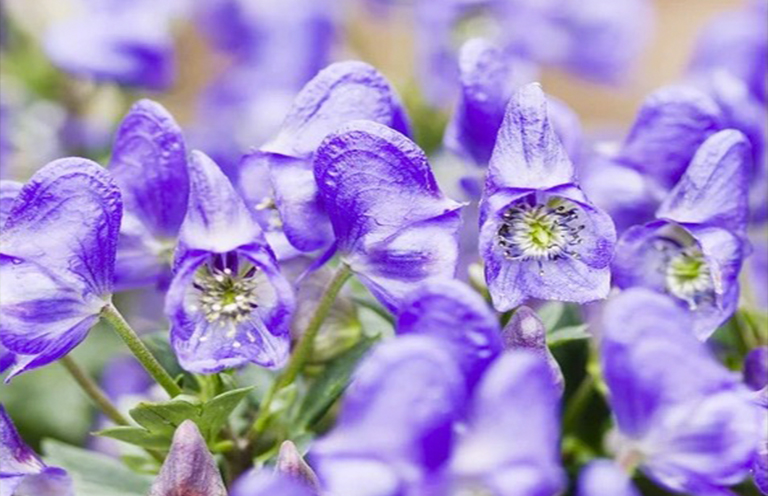 恶魔头盔.jpg 恶魔头盔