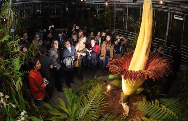 尸体花.jpg 尸体花