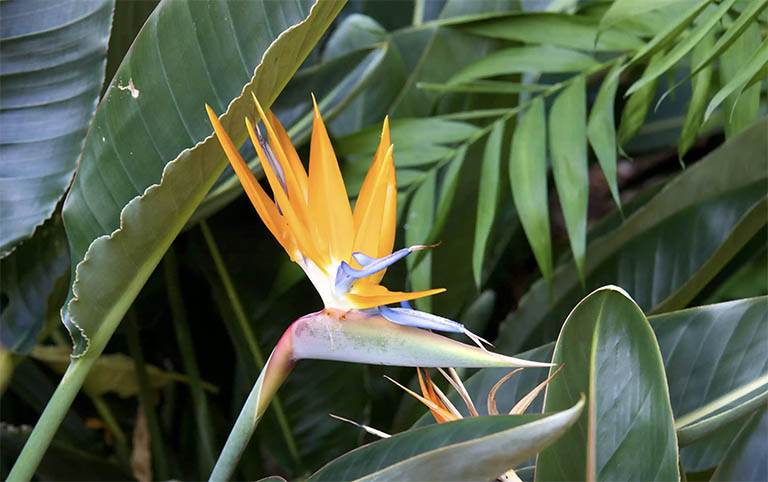 千层石景观.jpg 千层石景观